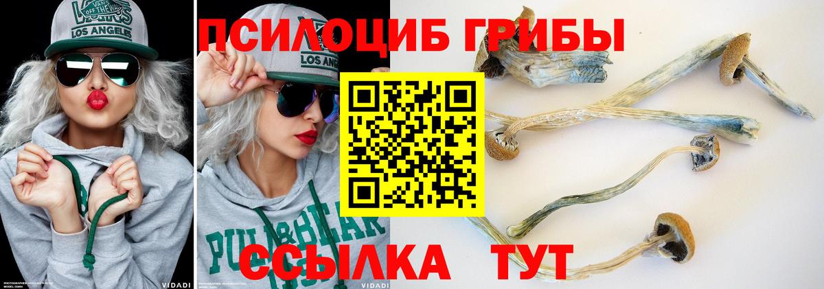 Саяногорск  Галлюциногенные грибы Psilocybine cubensis  Вход с VPN 
